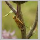 Xyphosia miliaria - Bohrfliege 05.jpg
